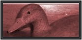 Duck Carvings